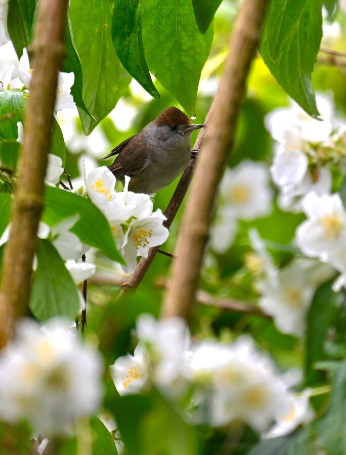 2026-06-17 5 Blackcap female